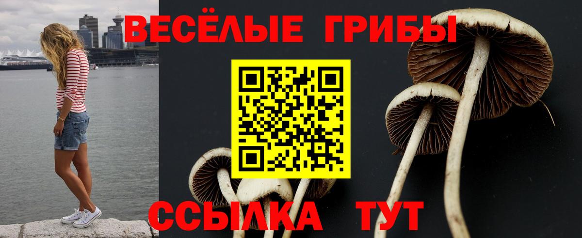 Галлюциногенные грибы Psilocybe Белая Калитва